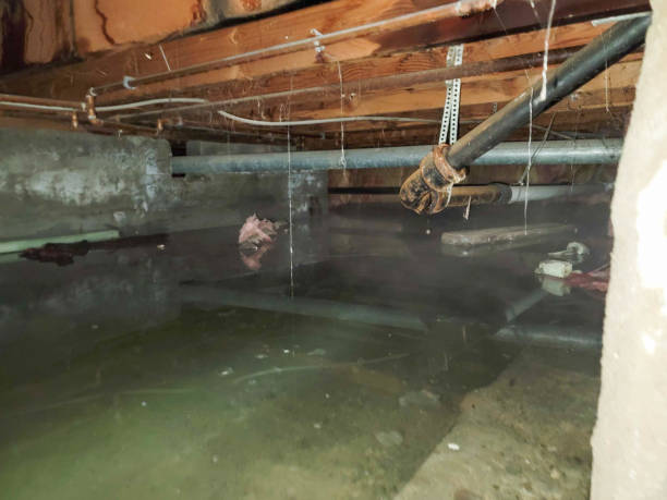 Best Water damage cleanup near me  in Pico Rivera, CA