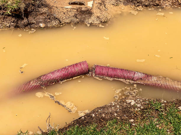 Best Professional water damage repair  in Pico Rivera, CA